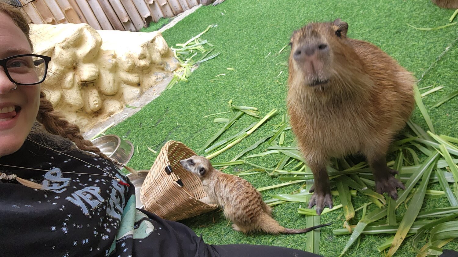 Capybara and meercat Cafe Thailand