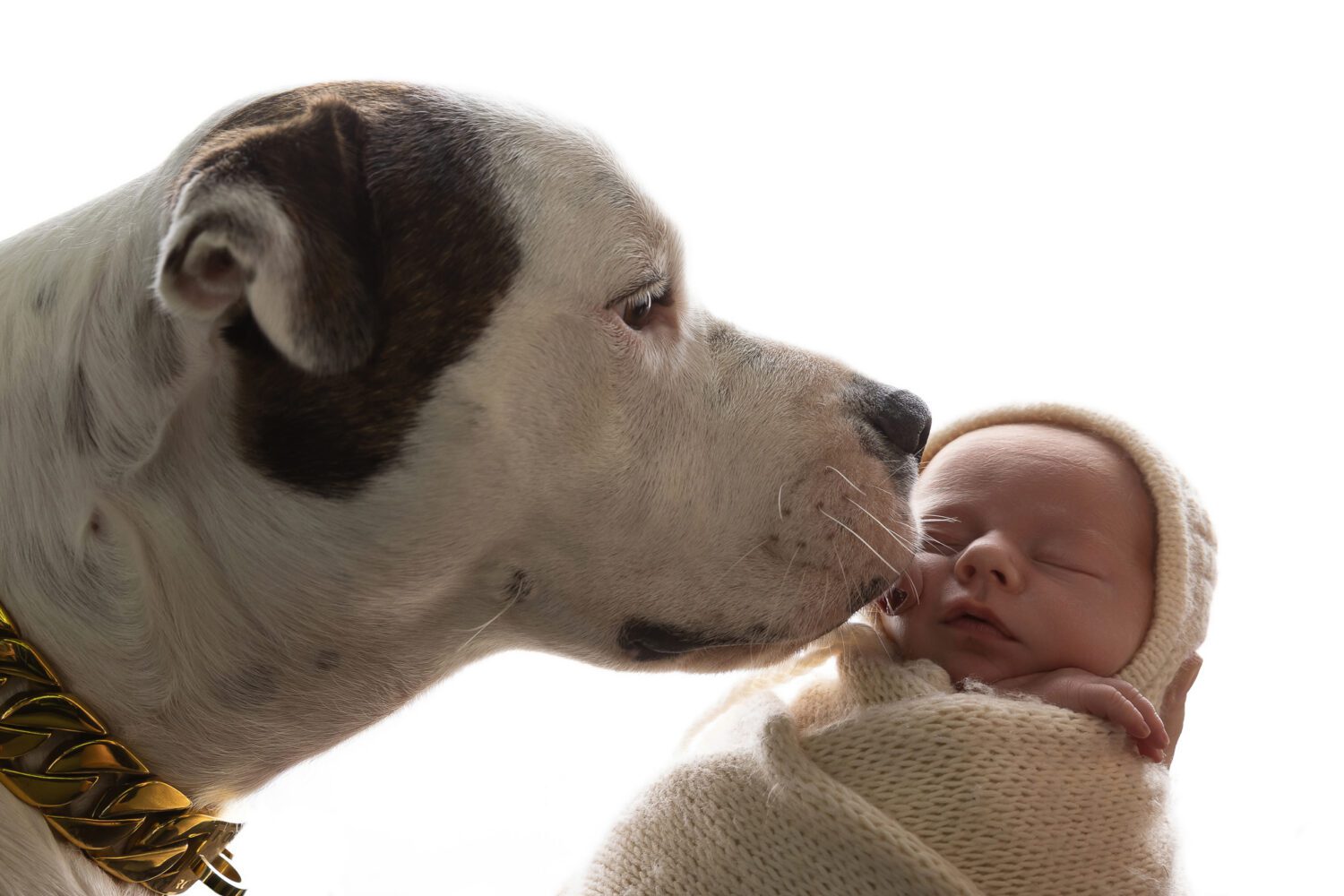 newborn photographer Perth The family's white bull terrier dog beside the newborn baby boy — newborn photography with family pet by Aurora Joy Photography, Stirling Western Australia