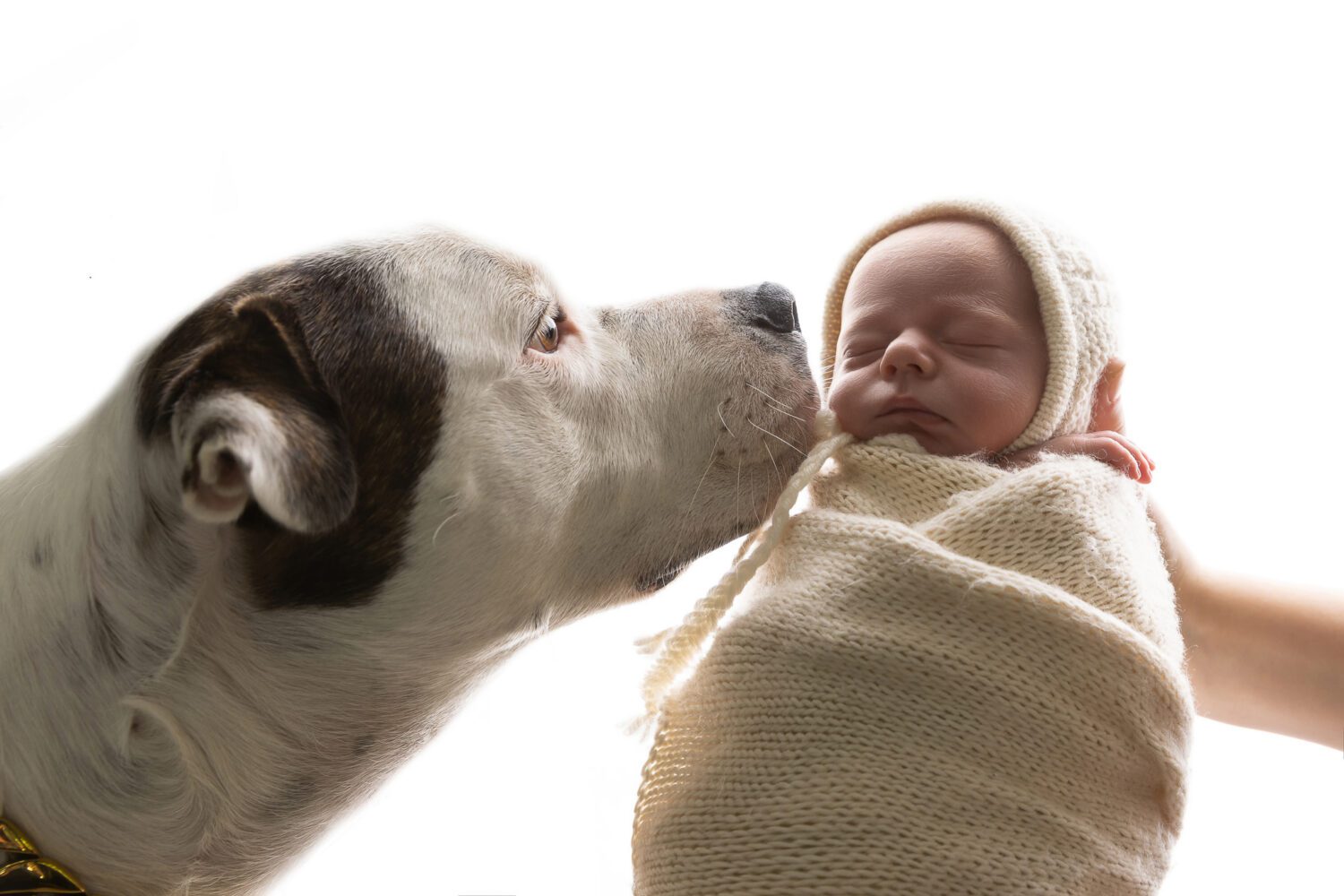 The family's white bull terrier dog beside the newborn baby boy — newborn photography with family pet by Aurora Joy Photography, Stirling Western Australia